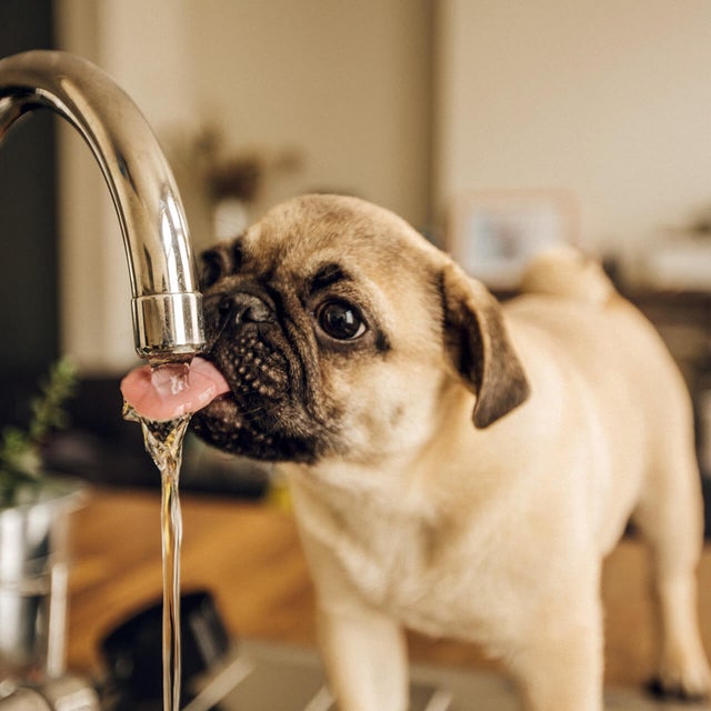 The picture shows a young pug standing comfortably and drinking water directly from a silver tap. In the background, the light brown kitchen counter on which the dog is standing and a few objects lying on this plate can be recognised in a blur.