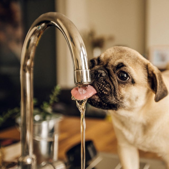 The picture shows a young pug standing comfortably and drinking water directly from a silver tap. In the background, the light brown kitchen counter on which the dog is standing and a few objects lying on this plate can be recognised in a blur.