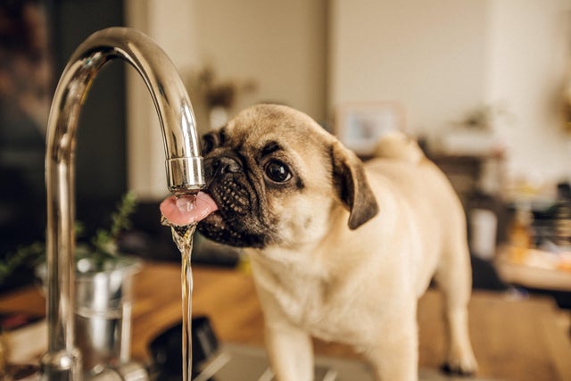 The picture shows a young pug standing comfortably and drinking water directly from a silver tap. In the background, the light brown kitchen counter on which the dog is standing and a few objects lying on this plate can be recognised in a blur.