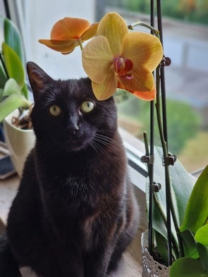 Eine schwarze Katze mit leuchtend grünen Augen sitzt neben einer orangefarbenen Orchideenblüte. Die Katze schaut direkt in die Kamera, im Hintergrund sind Zimmerpflanzen und ein Fenster zu sehen.