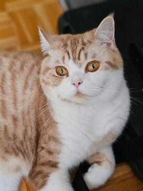 Eine hellbraune und weiße Tabby-Katze mit bernsteinfarbenen Augen liegt auf einem Holzboden. Der Gesichtsausdruck der Katze ist ruhig, und sie schaut in Richtung der Kamera.