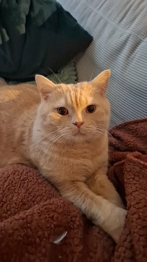 Eine beige Katze liegt auf einem Sofa mit einem dunkelroten Plüschbezug. Sie schaut direkt in die Kamera, die Vorderpfoten sind überkreuzt. Im Hintergrund sind grüne und dunkle Kissen sichtbar.