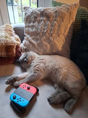 Eine beige-farbene Katze liegt entspannt auf einem Sofa. Vor ihr liegt ein Nintendo-Switch-Controller in den Farben Rot und Blau. Die Szene wirkt gemütlich und entspannt.