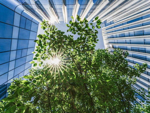 The picture shows a view from below, showing the sunny and blue sky, while skyscrapers frame the picture from the left side, to the top and to the right side. In the center are branches with many green leaves and the sun shining through them.