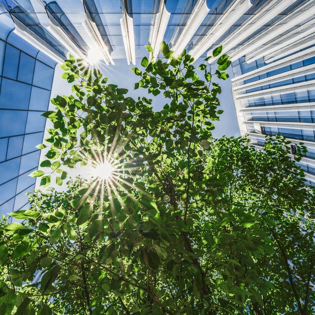 The picture shows a view from below, showing the sunny and blue sky, while skyscrapers frame the picture from the left side, to the top and to the right side. In the center are branches with many green leaves and the sun shining through them.