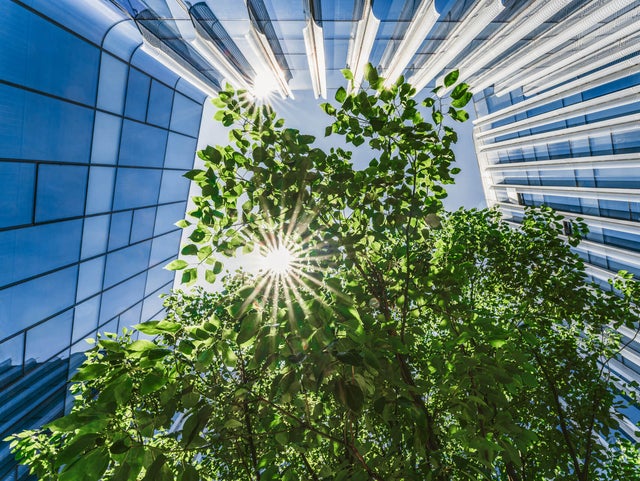 The picture shows a view from below, showing the sunny and blue sky, while skyscrapers frame the picture from the left side, to the top and to the right side. In the center are branches with many green leaves and the sun shining through them.