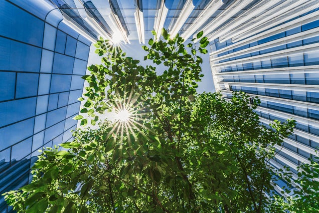 The picture shows a view from below, showing the sunny and blue sky, while skyscrapers frame the picture from the left side, to the top and to the right side. In the center are branches with many green leaves and the sun shining through them.